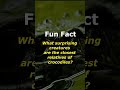 Unlikely Kin: The Surprising Connection Between Birds &amp; Crocodiles #AnimalFacts, #Evolution,
