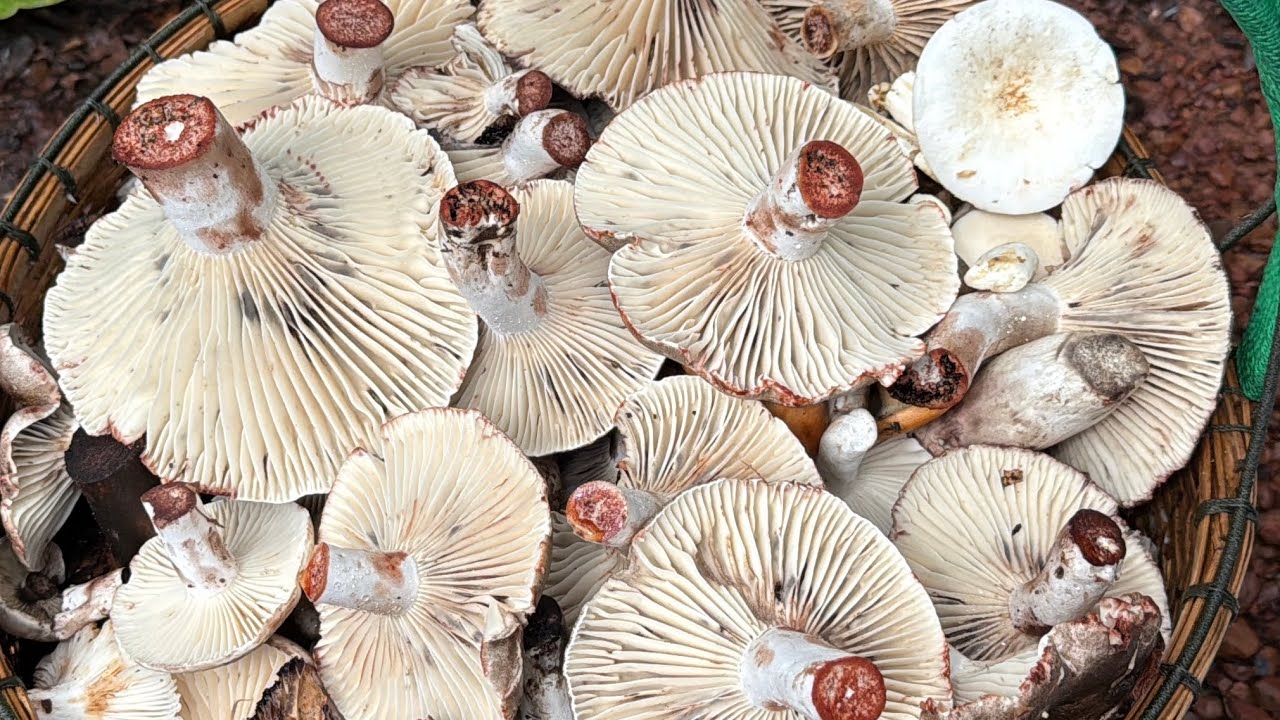 เห็ดออกมาเป็นอาทิตย์ก็ยังไม่หมดง่ายๆ ป่านี้โคตรเยอะเห็นแล้วแทบจะเก็บไม่ไหว