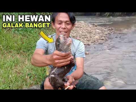 DAPAT HEWAN INI DI SUNGAI || otter /sero masih kecil juga galak bangetttt