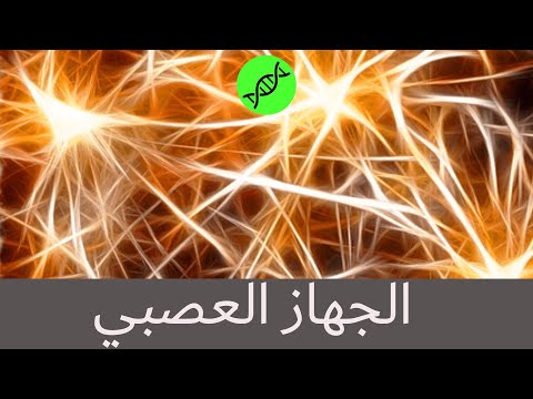 الخلية العصبية , العصب , المحور العصبي , تشابك عصبي - مفاهيم أساسية في الجهاز العصبي Nervensystem