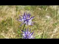 RAPONZOLO DI SCHECHZER - Phyteuma scheuchzeri All. Campanulaceae