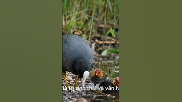 Loài chim Sâm Cầm quý hiếm