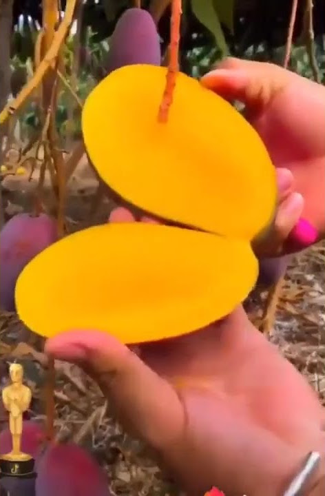 Mango ungu - Taiwan