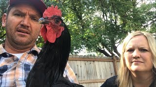 Do Rooster Collar's Really Work? (Rooster's Too Loud)