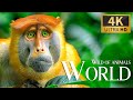 Capture de la vidéo Wild Of World Animals 4K 🐾Discovery Amazing Movie With Relaxing Piano Music, Nature Film & Real Soul