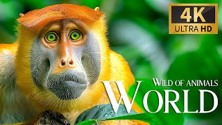 Wild Of World Animals 4K 🐾Discovery Amazing Movie With Relaxing Piano Music, Nature Film & Real Soul