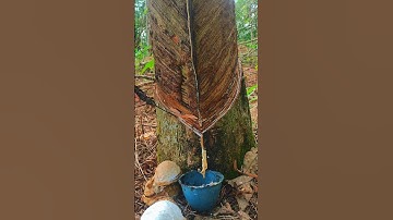 Rubber tapping #Shorts #Rubbertapping #satisfying #rubberwood #woodworking #rubberfarming