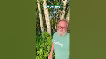 Aspen Tree