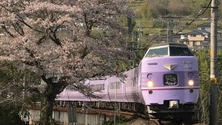 【国鉄色&紫】381系 特急やくも×桜 2023