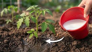 A Secret Ingredient Most Gardeners Waste — 50-Year Trick for Explosive Tomato &amp; Chili Growth