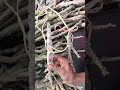 গাছের ভাইরাস বিক্রি করে দিন চালাচ্ছেন