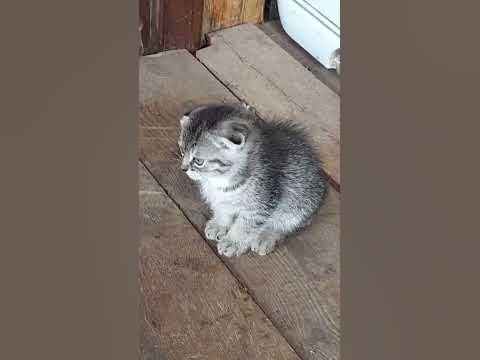 мам,прости 😾😂 - YouTube