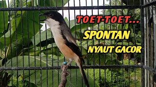 Download lagu BURUNG CENDET GACOR TOET-TOET SAMBUNG ISIAN || SUARA PANCINGAN CENDET AGAR NYAUT GACOR