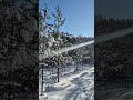 Just a few steps in the winter forest