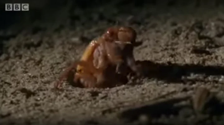 Amazing Cicada Life Cycle | Sir David Attenborough's Life In the Undergrowth | BBC - DayDayNews