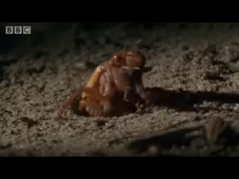 Amazing Cicada Life Cycle | Sir David Attenborough&rsquo;s Life In the Undergrowth | BBC