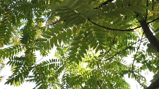 Cedrela sinensis   česnekovník čínský