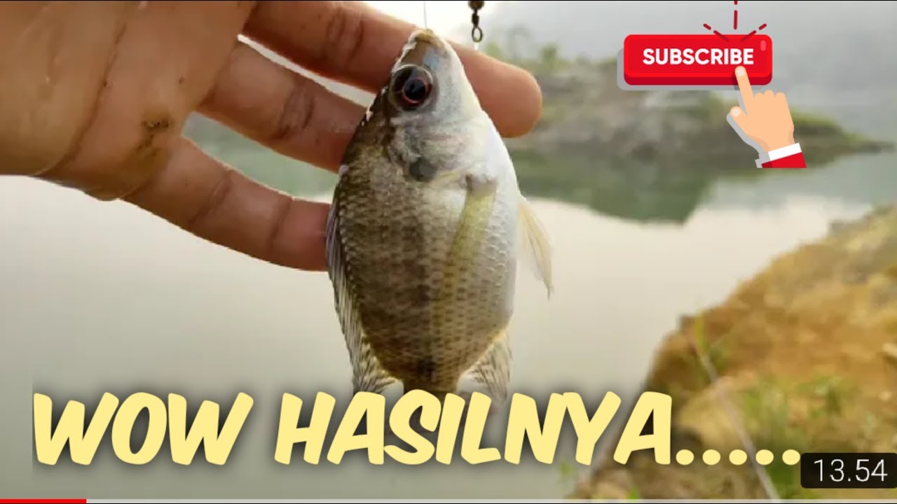  mancing ikan nila  di musim kemarau YouTube