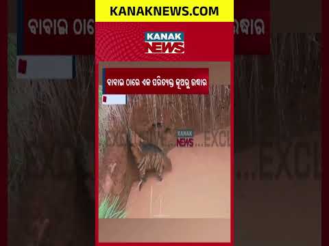 କୂଅରୁ ଉଦ୍ଧାର ହେଲେ ହେଟାବାଘ  | Tiger Rescued  from  A well at Nabarangpur