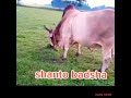 Shanto badsha sylheti