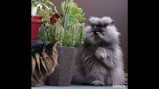 Смешные кошки приколы про кошек и котов 2017 (старое и безумно смешное Смешные кошки приколы про кошек и котов 2017 (старое и безумно смешное