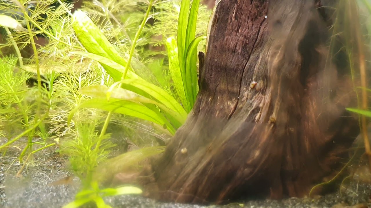 Was fressen Garnelen im Aquarium? Neocaridina Davidi im nano Cube YouTube