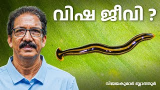 The Hammerhead Flatworm is not a snake Toxic Terrifying and True Meet the Hammerhead Flatworm