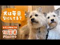 保護犬姉妹の１日密着ドキュメント2020［子犬初めての1日密着］