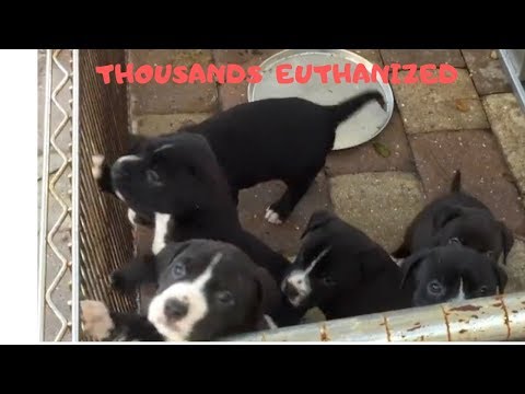 help-reduce-euthanasia-of-adoptable-dogs