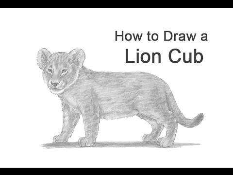 600 Lion Cub Drawing Illustrations RoyaltyFree Vector Graphics  Clip  Art  iStock