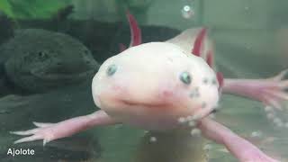 Crean mapa interactivo de especies en peligro de extinción - UNAM Global screenshot 2