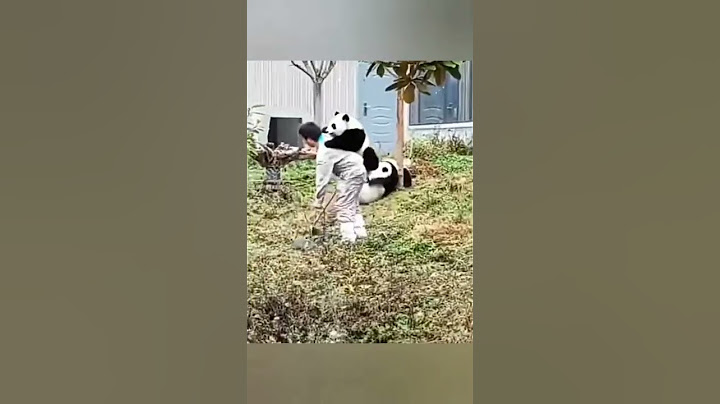 Bebek Panda Bakıcısını Isırıyor