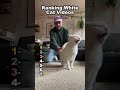 Ranking white cat videos😾 #cat #funny #white #shorts