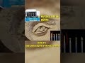 New Kutzall Detail burrs vs eye carving #woodworking #eyecarving # kutzall
