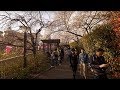 【4K】Day Meguro in sakura