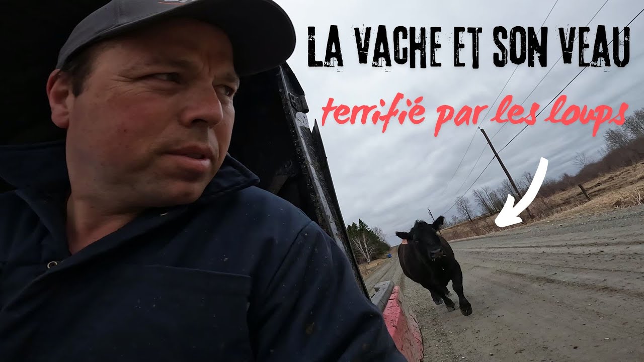 La VACHE et son VEAU terrifi par les loups