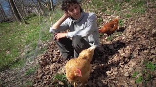 Galline Q&amp;A: galline mangiano le uove e altri temi