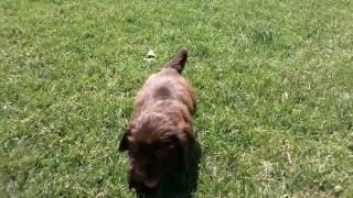 Sussex Spaniel Puppies