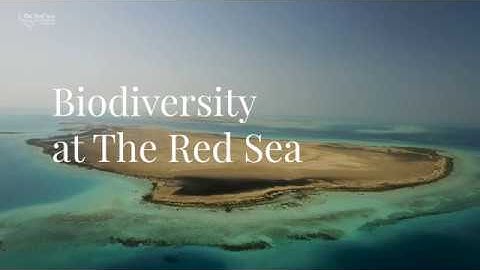 Biodiversity at The Red Sea