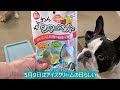アイスシャーベットを食べるポメとフレブル【Pomeranian and French Bulldog eating ice sorbet】