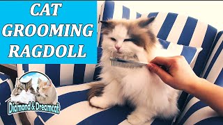 Cat Gooming - Ragdoll cat taking a bath and dry cleaned by Dream & Diamond Cats 334 views 4 years ago 3 minutes, 29 seconds