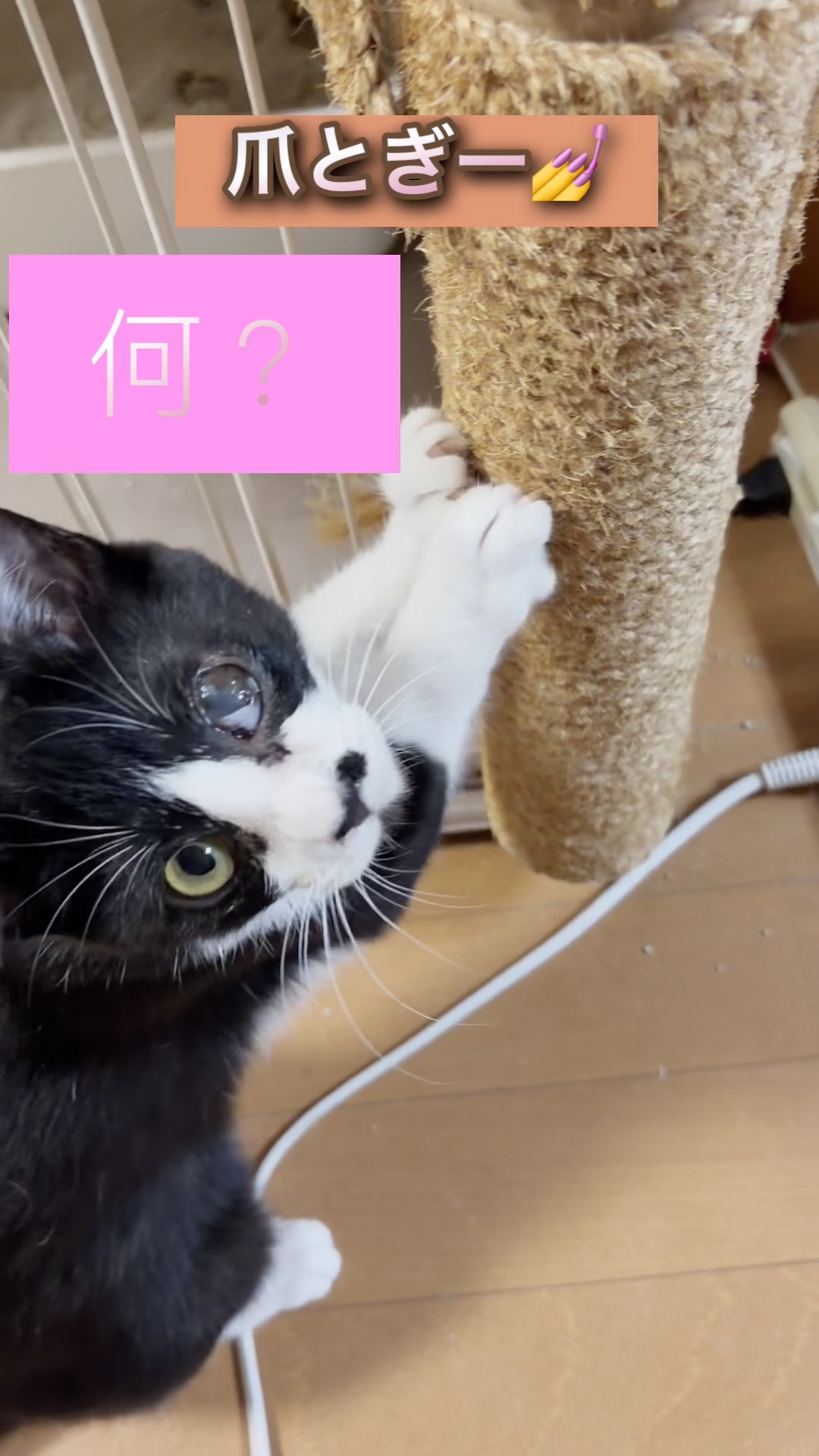 そらゆきペット】爪とぎー💅 #猫 #三毛猫 #保護猫 #子ネコ #cat - YouTube