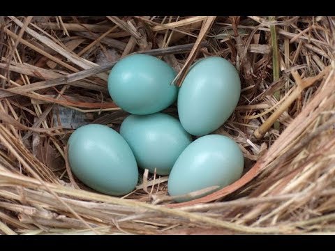 Video: Koje kokoši nose zelena jaja?