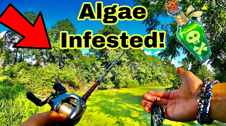 Bass Fishing In ALGAE INFESTED FARM POND FOR BIG BASS