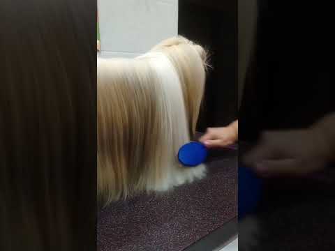 Show grooming shih tzu. Hair drying technique. The use of iron for hair.