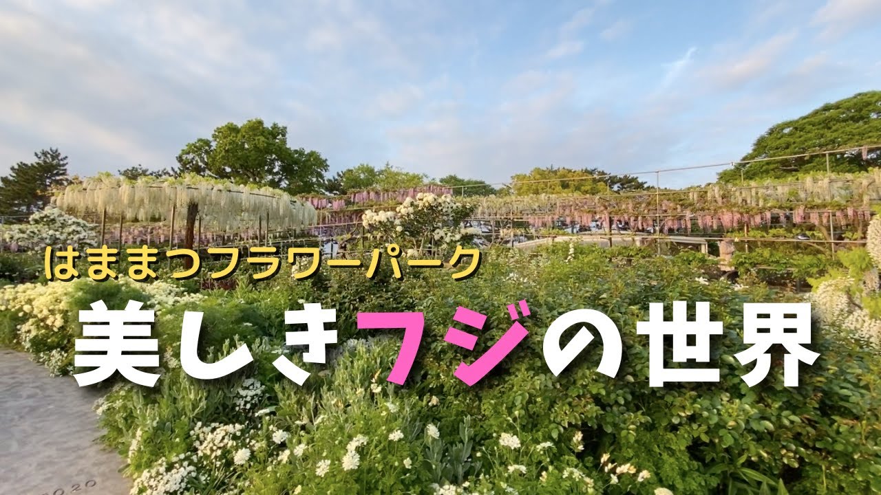 ガーデニング ガーデンデザイナー吉谷桂子さんと巡るはままつフラワーパーク 第二弾 世界で唯一と語るイングリッシュガーデンとフジの素晴らしいコントラスト Youtube