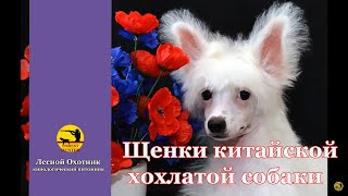 Щенки китайской хохлатой собаки.