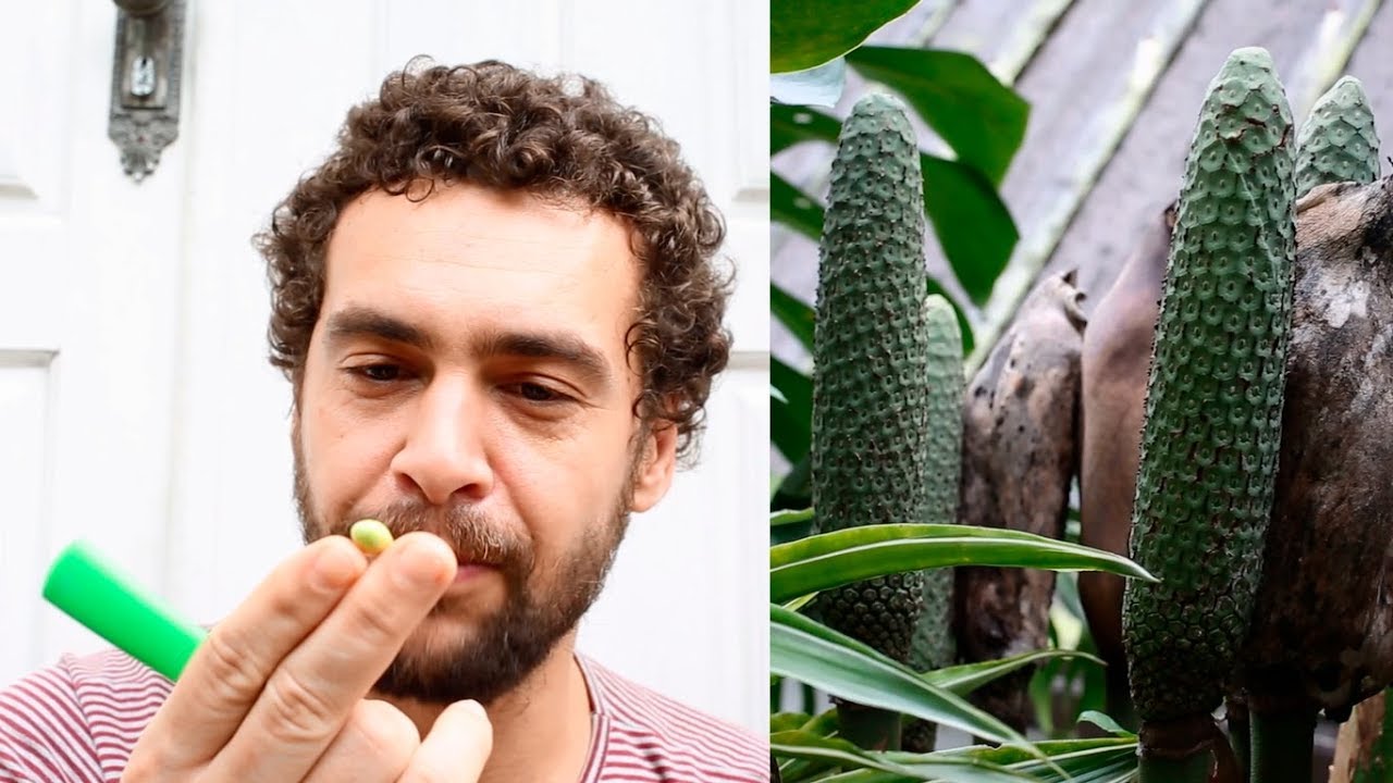 Provando O Fruto Da Planta Costela De Adao Monstera Deliciosa