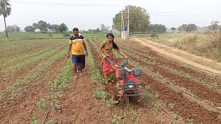 women farmer, doing intercultivation in marigold field with there 10 hp power weeder