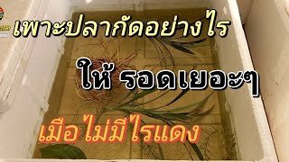 เพาะปลากัดอย่างไร ให้รอดเยอะๆ เมื่อไม่มีไรแดง